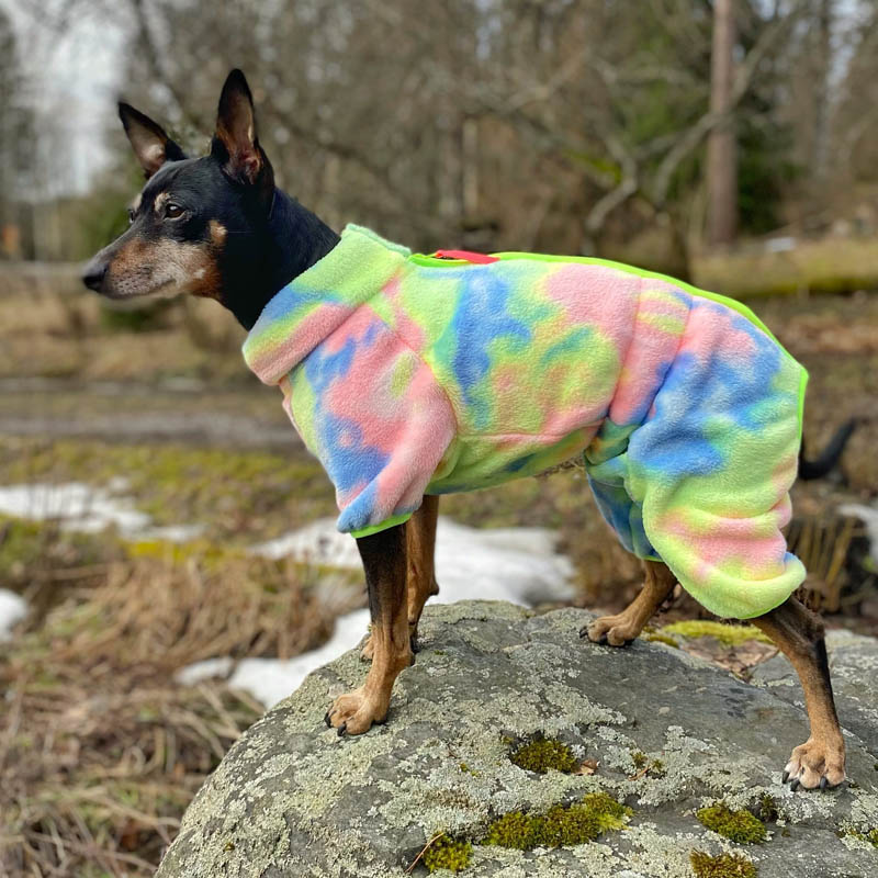 Ihana koiran haalari asiakkaan kuvaamana.