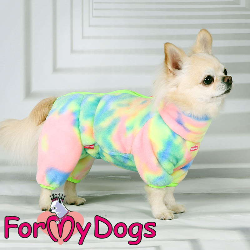 Chihuahua ihanan värikäs haalari yllään.