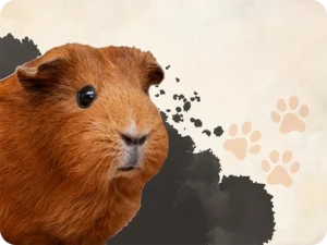 Ruskea marsu, tummalla taustalla. Klikkaamalla pääset pieneläinten tarvikkeisiin ja tuotteisiin.